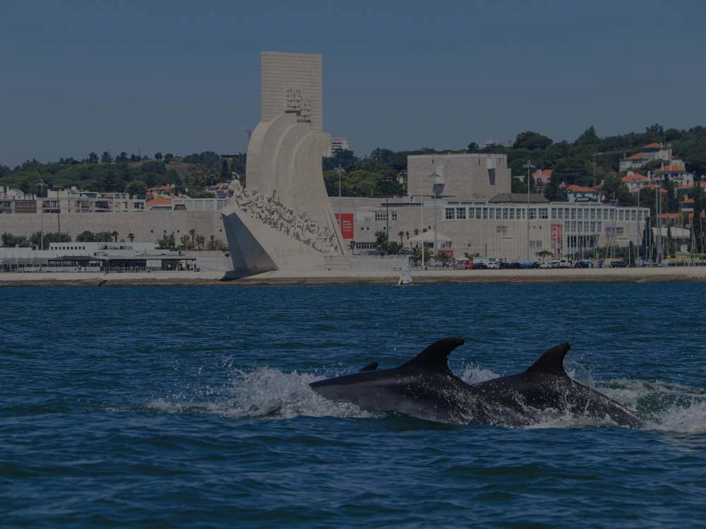 dolphins swimming in Tagus river, in Lisbon.