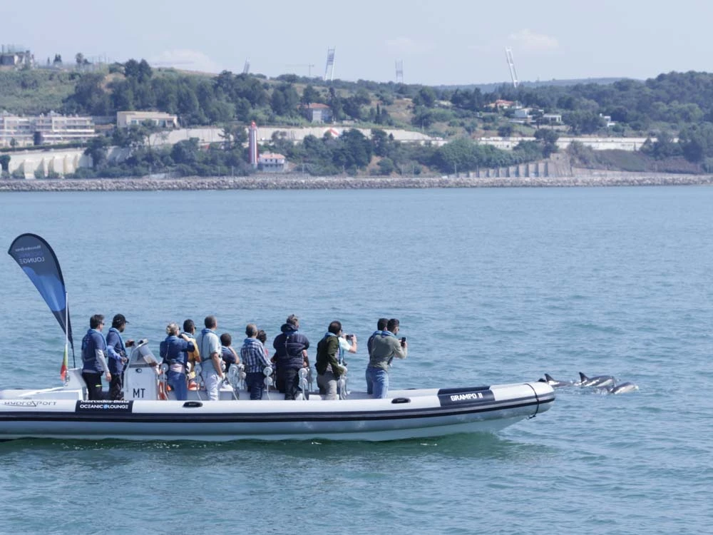 A boat with Terra Incógnita clients watching dolphins in the Tagus River in Lisbon. The dolphins move in front of the boat.