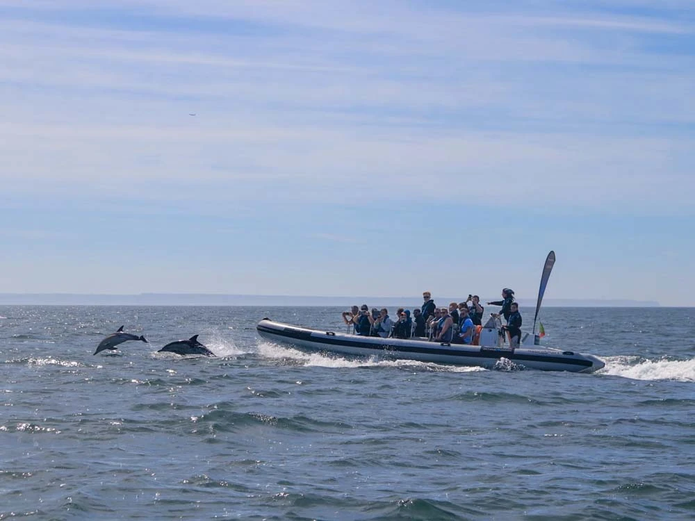 Photo of two dolphins jumping out of the water in the Tagus River in Lisbon, in front of a boat full of people. The image shows an exciting moment during a dolphin watching tour with Terra Incognita.
